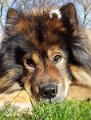 filou (45)